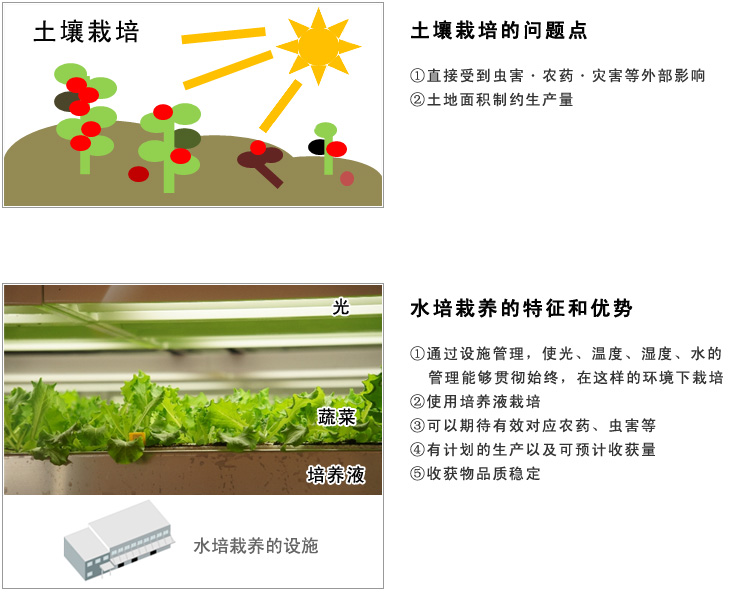 在中國設立水培植物工廠(蔬菜工廠)相關事項綜合咨詢服務介紹